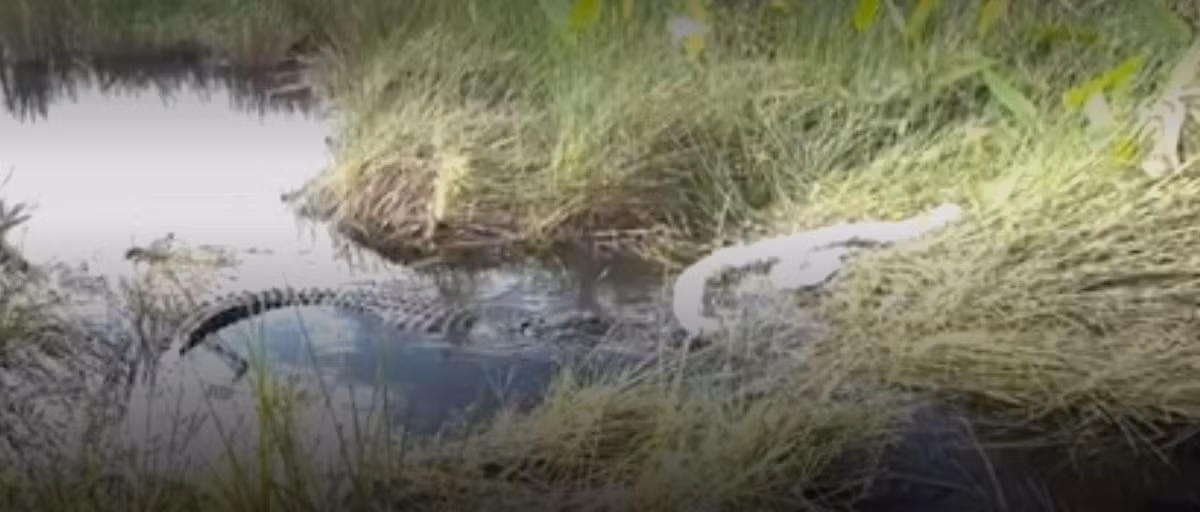 Bà Joslyn cho hay: “Tôi có thể đã đi qua thẳng chỗ con trăn Miến Điện nếu như không thấy chuyển động. Tôi đã chứng kiến cảnh con cá sấu đang cố gắng nuốt con trăn”. Ảnh cắt từ clip/fox13news.com.