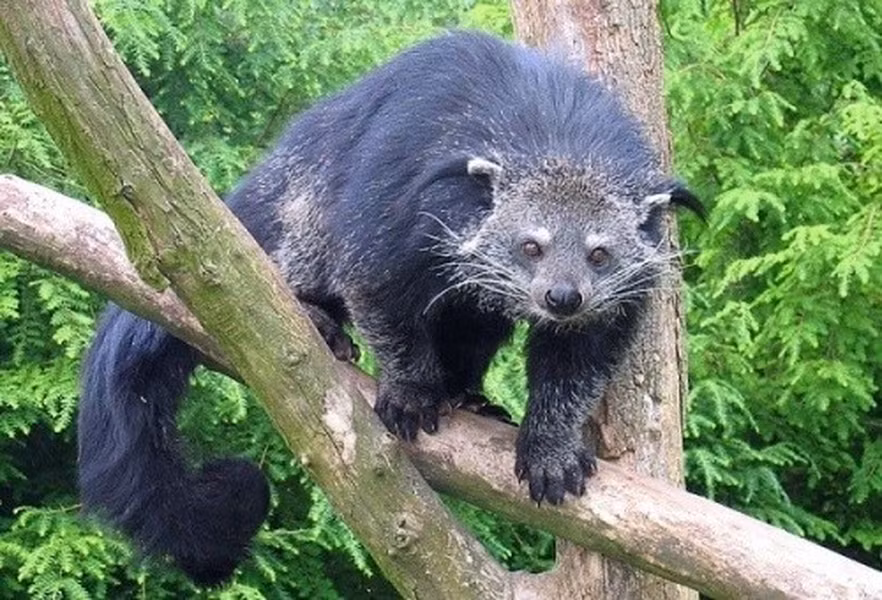 Cầy mực hay chồn mực là động vật ăn thịt thuộc họ cầy. Môi trường sống của chúng là các khu rừng mưa ở Nam Á và Đông Nam Á . Chúng là loài thú ăn đêm và ngủ trên các cành cây. Cầy mực nổi tiếng không phải vì kích thước hay dáng vẻ của nó, mà là bởi một mùi hương đặc biệt, mùi thơm của món bắp rang bơ có thể ngửi thấy khi bước vào rạp chiếu phim.