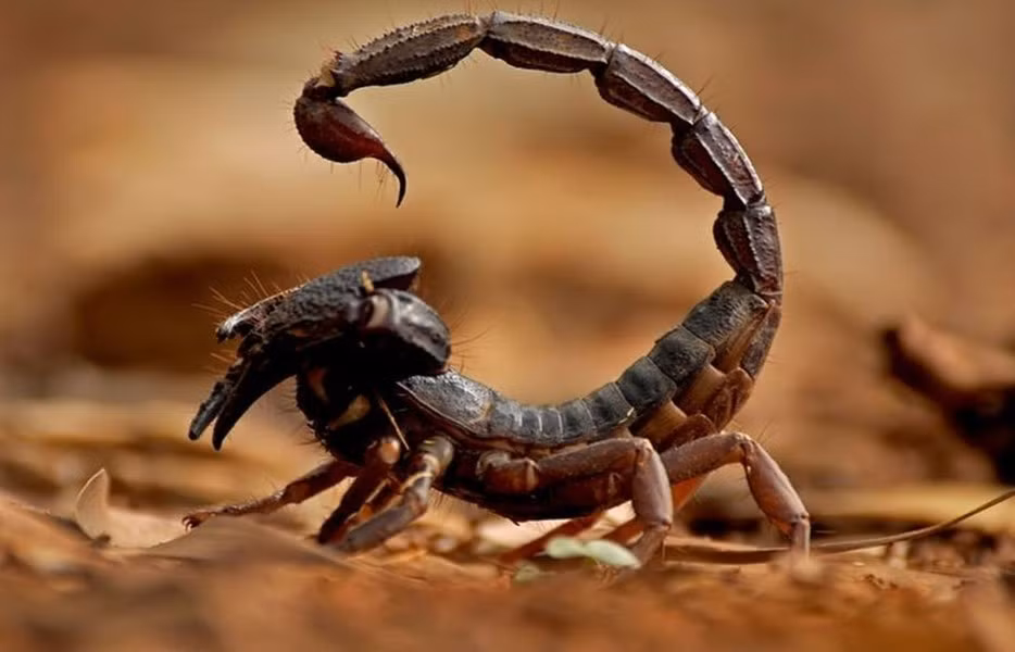 Tuổi thọ trung bình của bọ cạp là từ 2 - 10 năm. Có một số loài đặc biệt có thể sống đến 25 năm.