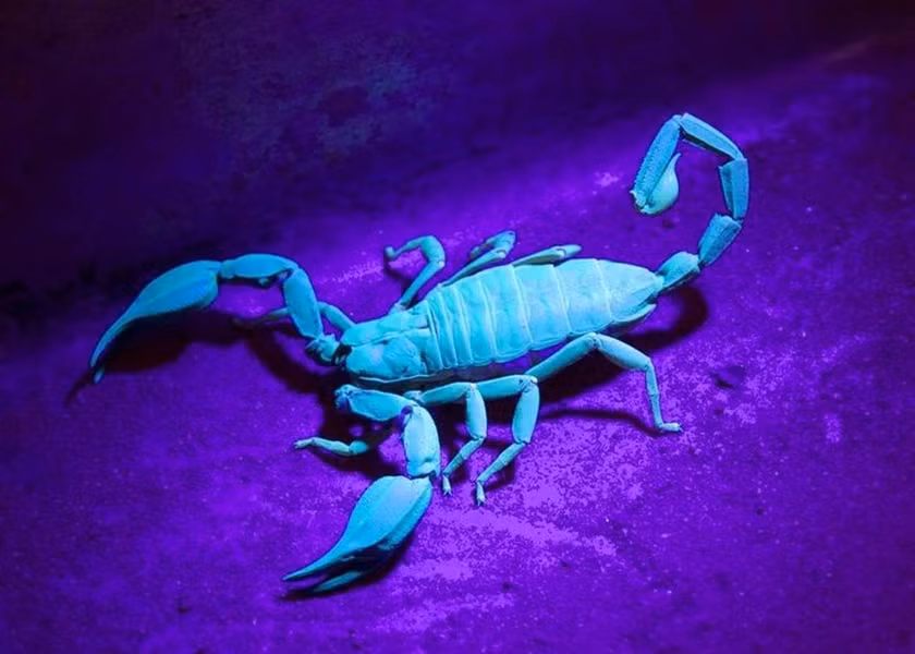 Khi chiếu tia cực tím (UV), bọ cạp phát sáng với màu xanh lục hoặc xanh dương. Nguyên nhân do lớp vỏ ngoài của chúng chứa một số hợp chất đặc biệt phản ứng với ánh sáng UV.