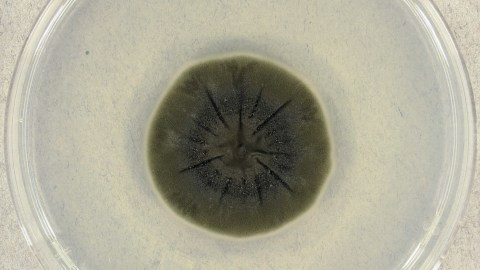 Đó chính là nấm Cladosporium sphaerospermum. Loại nấm này có màu đen là do tế bào chứa đầy melanin. Ảnh: Medmyco / Wikimedia Commons.