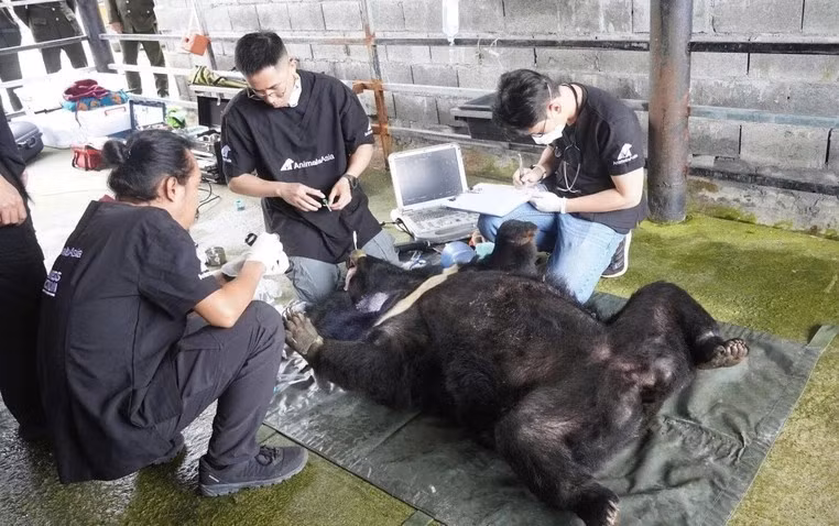 Sau quá trình tuyên truyền, vận động, doanh nghiệp đã tự nguyện chuyển giao cá thể gấu ngựa cho cơ quan chức năng. Theo đó, Chi cục Kiểm lâm TP. Đà Nẵng phối hợp Vườn Quốc gia Bạch Mã và Tổ chức Động vật châu Á hoàn tất các thủ tục pháp lý, xây dựng phương án kỹ thuật, bảo đảm việc cứu hộ diễn ra an toàn, đúng quy trình và trong thời gian sớm nhất. Ảnh: baovanhoa.