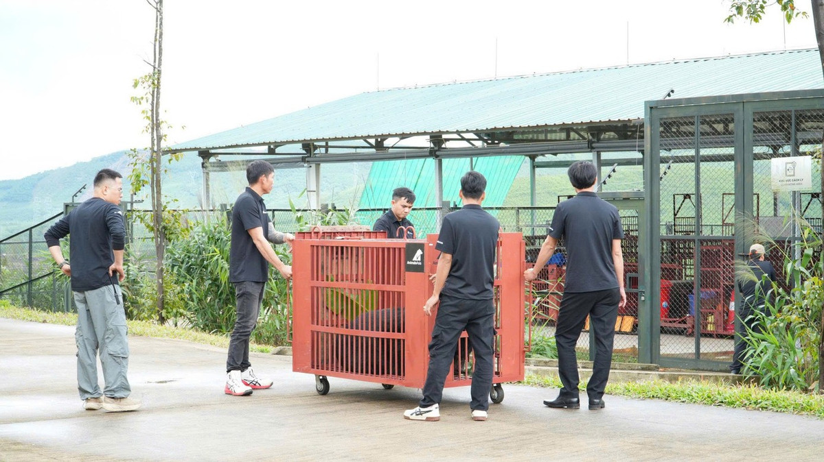 Cá thể được cứu hộ là gấu ngựa cái, có tên Misa, nặng khoảng 120 kg. Nó bị nuôi nhốt hơn 25 năm trong khuôn viên doanh nghiệp. Trước đó, cá thể gấu ngựa trên đã được Cục Lâm nghiệp và Kiểm lâm gắn chip điện tử, lập hồ sơ quản lý và theo dõi định kỳ theo quy định. Ảnh: Tiền phong.