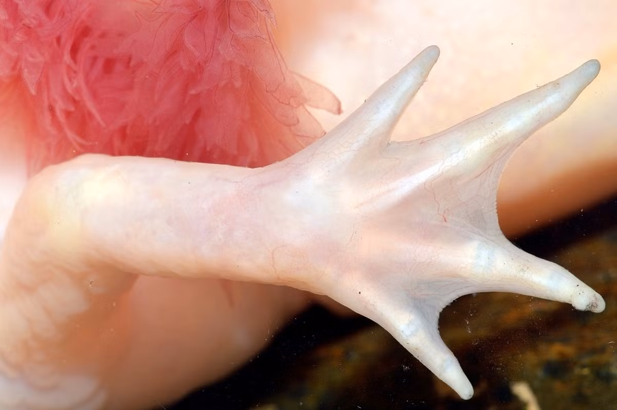 Theo các chuyên gia, hợp chất trung tâm trong quá trình tái tạo chi kỳ diệu của loài kỳ nhông axolotl là axit retinoic - một dẫn xuất của vitamin A quen thuộc, thường thấy trong các loại thuốc trị mụn. Ảnh: Guillermo Guerao Serra / Shutterstock.