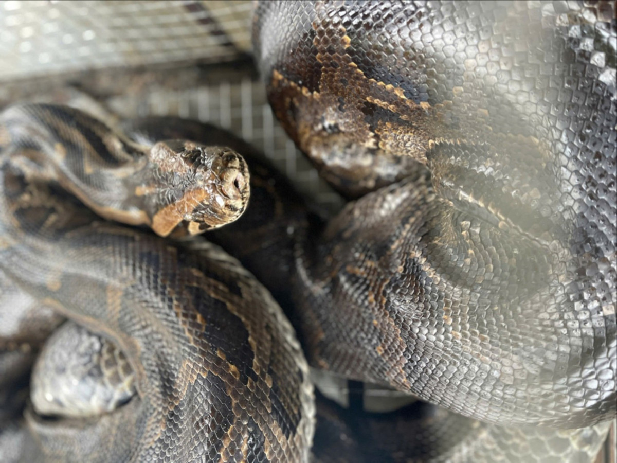 Thời gian gần đây, Vườn Quốc gia Vũ Quang (Hà Tĩnh) tiếp nhận nhiều cá thể động vật quý hiếm do người dân giao nộp. Gần đây nhất, vào ngày 11/12, Công an xã Đức Đồng vận động ông Nguyễn Văn Thuyết (SN 1966, trú thôn Tân Thành, xã Đức Đồng) giao nộp 2 cá thể trăn đất nặng 11 kg cho Vườn Quốc gia Vũ Quang để thả về tự nhiên. Ảnh: Tiền phong.