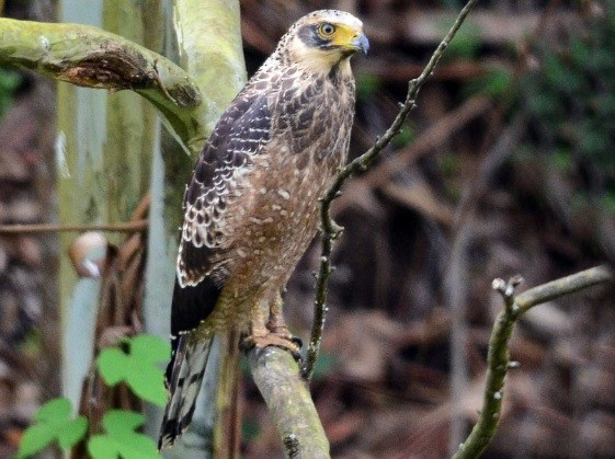 Diều hoa Miến Điện còn gọi là Ó hoa Miến Điện. Đây là loài chim săn mồi cỡ vừa (khoảng 56 - 74 cm), thuộc Họ Ưng (Accipitridae). Chúng chuyên ăn rắn sinh sống chủ yếu tại khắp các khu rừng nhiệt đới ở châu Á. Ảnh: Nikolaj Mølgaard Thomsen.