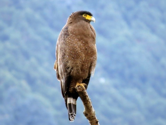 Chim Diều hoa Miến Điện có tên khoa học là Spilornis cheela. Loài này thuộc nhóm IIB, được bảo vệ nghiêm ngặt. Ảnh: Donnie Tsui.