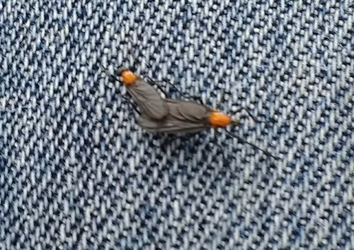 Khiếu nại gửi đến chính quyền thành phố đã tăng hơn gấp đôi, từ 4.418 trường hợp trong năm 2023 lên 9.296 vào năm 2024. Sự bùng phát này đã làm dấy lên tranh luận sôi nổi về các phương pháp kiểm soát loài côn trùng trên. Ảnh: Jay Holley.