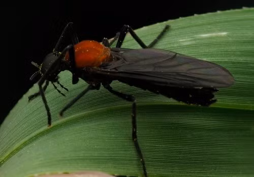 Bọ tình yêu giúp thụ phấn hoa và ấu trùng của chúng làm giàu đất bằng cách phân hủy chất hữu cơ. Bản thân loài bọ tình yêu không gây nguy hiểm trực tiếp cho con người bởi chúng không cắn, không truyền bệnh hay không ăn nhiều khi đã trưởng thành. Ảnh: S. Dowell.