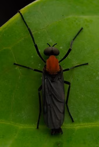 “Chúng có vẻ ngoài gây khó chịu, nhưng thực ra là loài côn trùng có lợi”, chính quyền Seoul cho biết trong một thông cáo báo chí đồng thời cảnh báo việc phun thuốc trừ sâu bừa bãi có thể giết hại nhiều sinh vật khác và gây hại cho con người. Ảnh: S. Dowell.