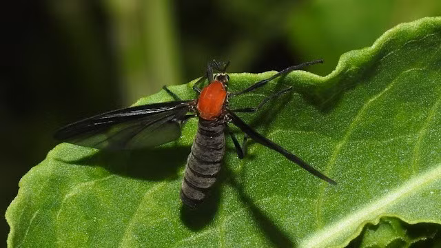 Giới chức trách khuyến cáo các biện pháp kiểm soát không dùng hóa chất, như phun nước để loại bỏ côn trùng khỏi bề mặt, lắp đặt bẫy ánh sáng và miếng dính gần đèn ngoài trời, đồng thời mặc quần áo tối màu khi ra ngoài vì loài này bị thu hút bởi ánh sáng và màu sắc rực rỡ. Ảnh: birdlifethings.blogspot.com.