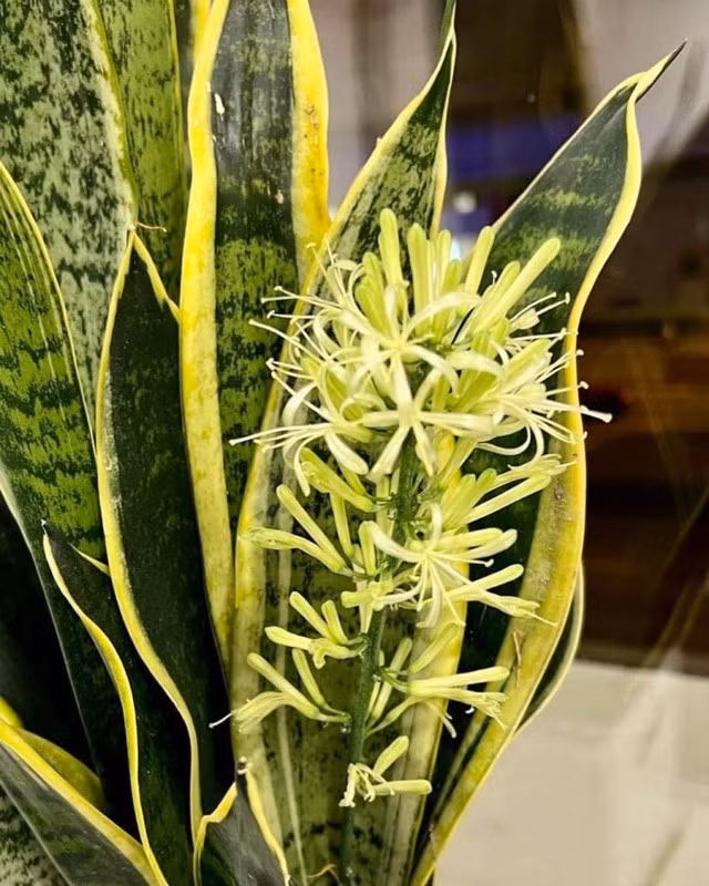  Đặc điểm hoa: Hoa mọc từ gốc lên thành cuống dài, có những cánh hoa nhỏ màu trắng xanh hoặc trắng vàng, cuộn lại thành hình loa kèn nhỏ. Hoa có mùi hương thoang thoảng, dễ chịu.