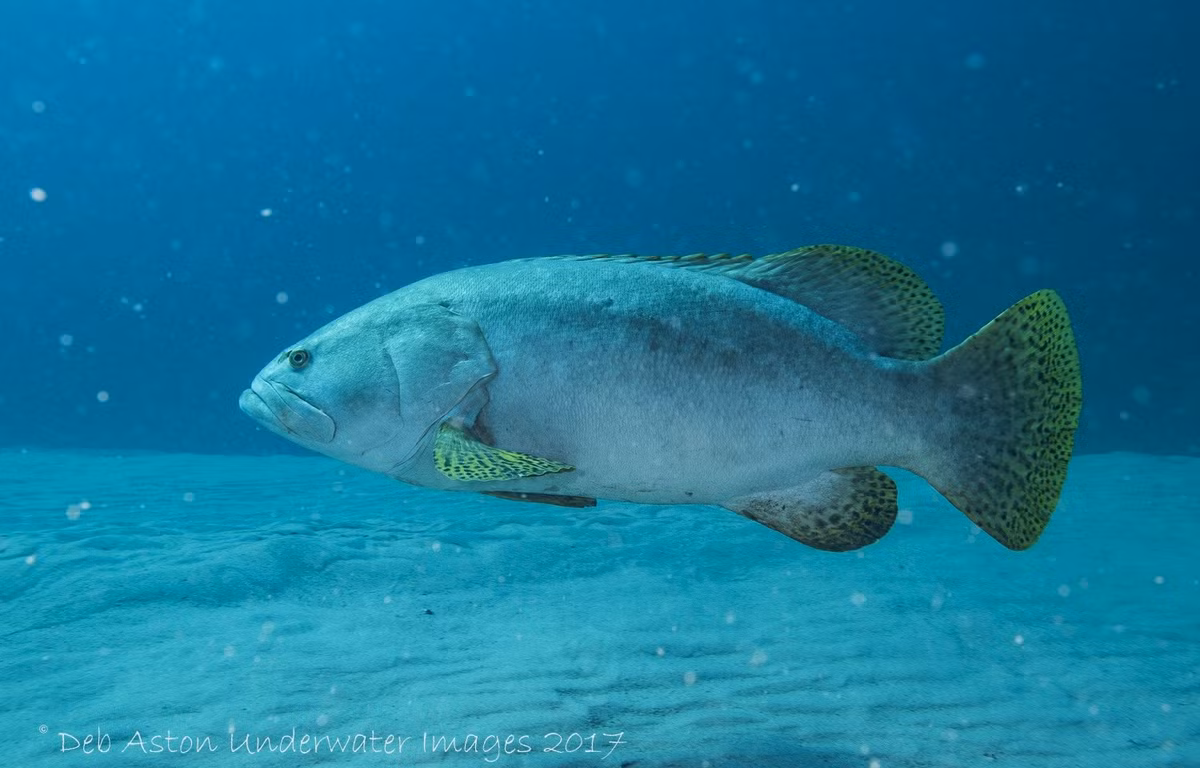 Liên minh Bảo tồn Thiên nhiên Quốc tế (IUCN) xếp cá mú khổng lồ vào danh sách những loài "dễ bị tổn thương", nghĩa là chúng đang đối mặt với nguy cơ tuyệt chủng cao trong tự nhiên. Ảnh: Deb Aston / iNaturalist.org. License: CC by Attribution-NonCommercial.