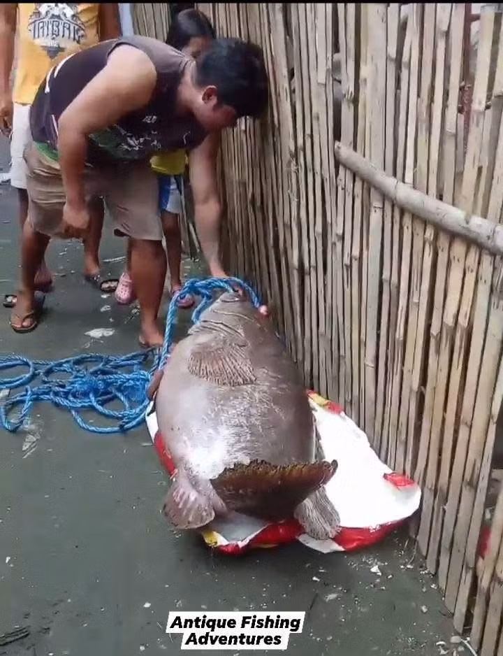 Cá mú khổng lồ (Epinephelus lanceolatus) là một trong những loài cá rạn san hô lớn nhất thế giới. Khi trưởng thành, mỗi con cá mú khổng lồ có thể dài tới 2,7m và nặng hơn 400 kg. Ảnh: Discover Antique, Philippines/Facebook.
