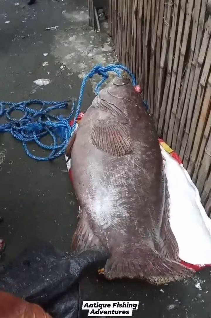 Con cá song khổng lồ nặng gần 100 kg được ngư dân đưa vào bờ và nhanh chóng thu hút sự quan tâm của mọi người. Khi nhìn thấy con cá "khủng" như vậy, nhiều người không khỏi bất ngờ, thích thú và chụp ảnh cùng với "thủy quái" này. Ảnh: Discover Antique, Philippines/Facebook.