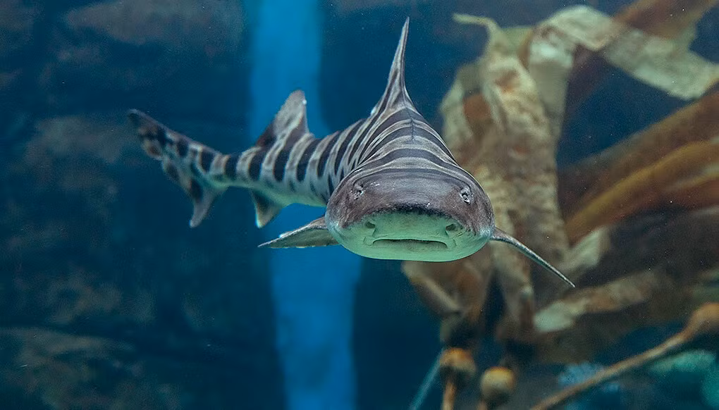 Tiến sĩ Dudgeon cho biết thêm việc ghi hình được cá mập báo hoa mai đang trong quá trình giao phối ở vùng biển ngoài khơi New Caledonia mới đây cho thấy khu vực này có thể là nơi sinh sản quan trọng của loài này. Ảnh: sdzwildlifeexplorers.org.