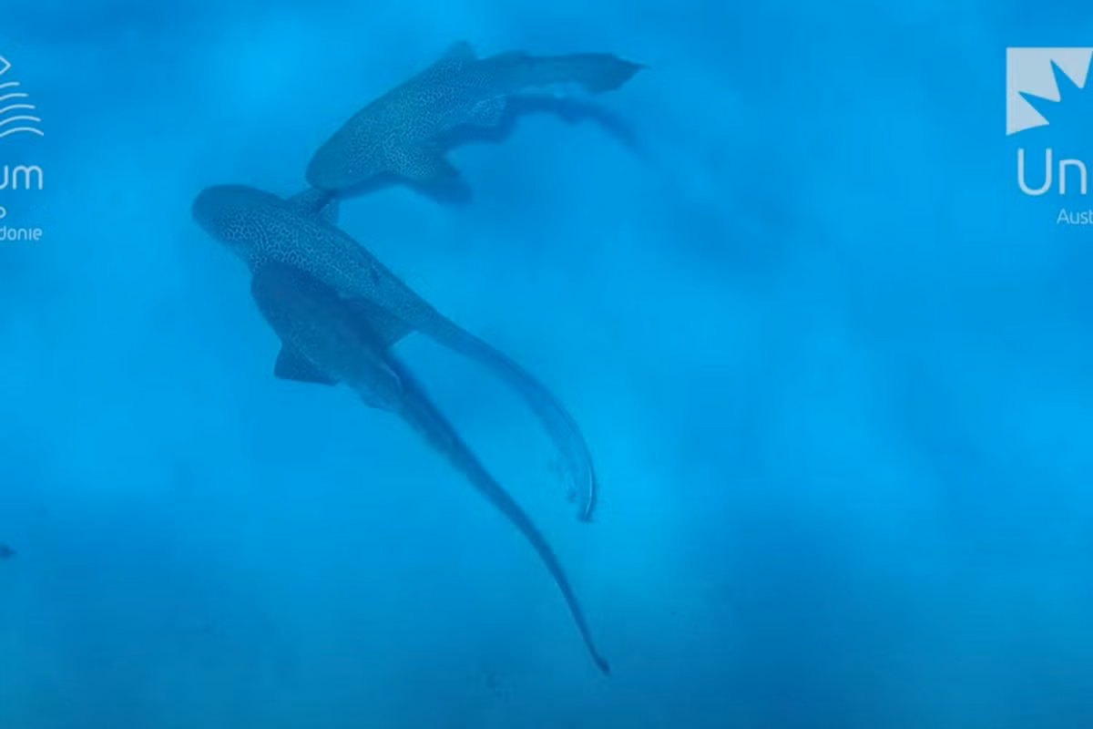 "Tôi thấy 2 con cá mập đực ngoạm vây con cá mập cái và tôi biết hành vi giao phối của chúng sắp diễn ra", Tiến sĩ Lassauce cho biết. Ảnh: aol.co.uk.