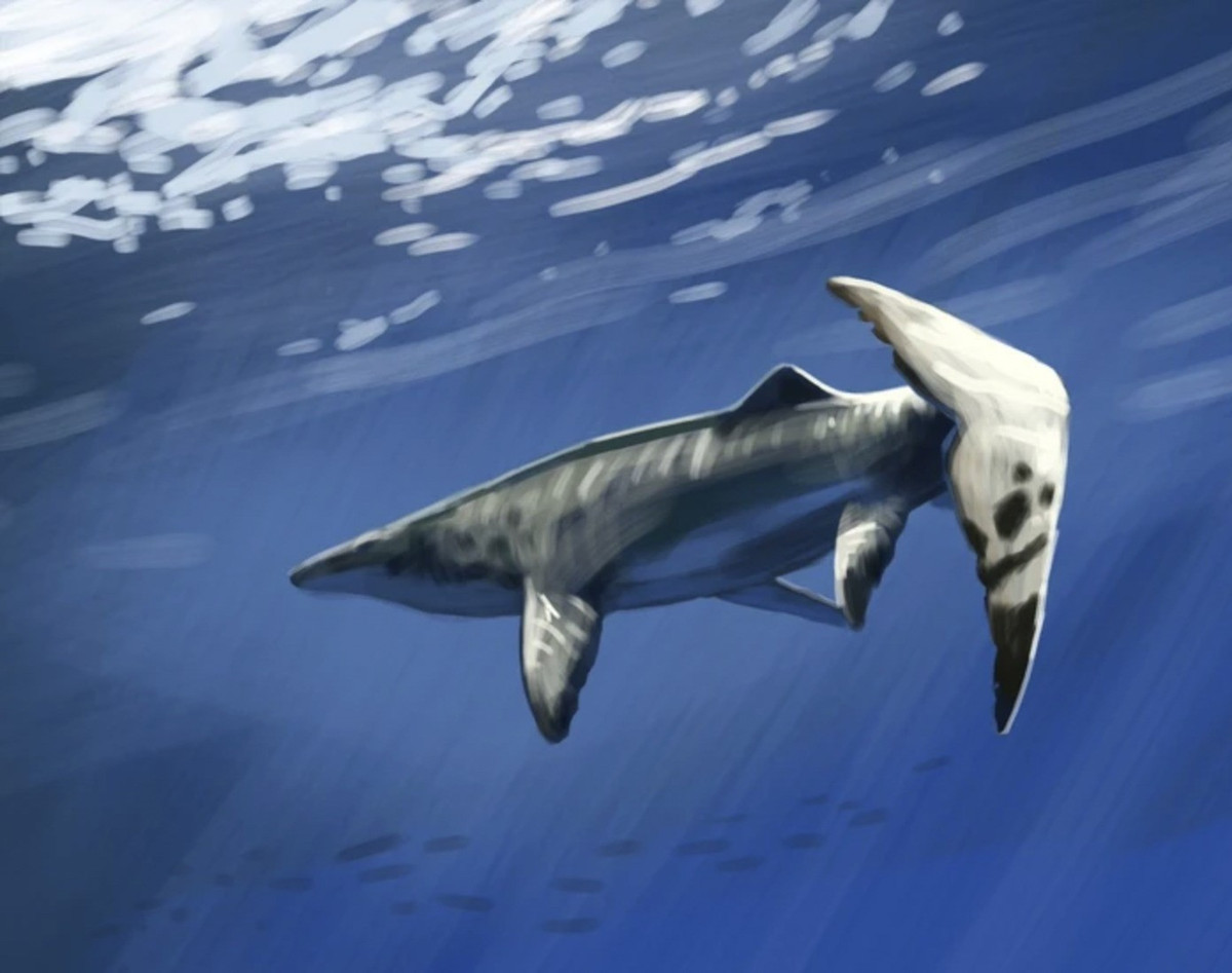 Đó là một họ gồm các loài được coi là nhỏ trong gia tộc thương long, với các loài bé nhất dài khoảng 4 - 5m khi trưởng thành. Tuy nhiên, khi trưởng thành, Pluridens imelaki có chiều dài cơ thể lên tới hơn 9m, tương đương các loài thương long khác phân họ trong khu vực. Ảnh: Machuky Paleoart/X.