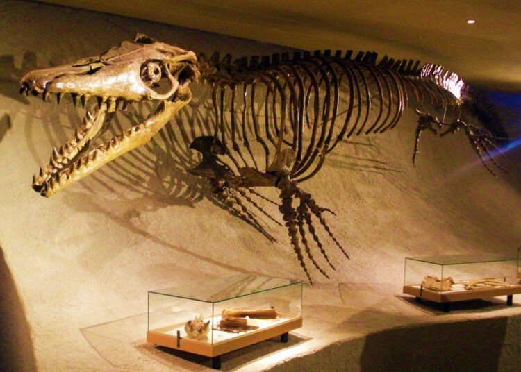 Theo nghiên cứu được công bố trên tạp chí Diversity bởi tiến sĩ Nicholas Longrich từ Đại học Bath (Anh) và Tiến sĩ Nour-Eddine Jalil từ Bảo tàng Lịch sử tự nhiên quốc gia Pháp, loài Pluridens imelaki thuộc phân họ Halisaurinae. Ảnh: moroccoworldnews.com