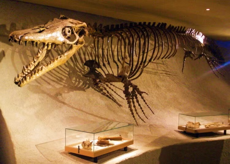 Theo nghiên cứu được công bố trên tạp chí Diversity bởi tiến sĩ Nicholas Longrich từ Đại học Bath (Anh) và Tiến sĩ Nour-Eddine Jalil từ Bảo tàng Lịch sử tự nhiên quốc gia Pháp, loài Pluridens imelaki thuộc phân họ Halisaurinae. Ảnh: moroccoworldnews.com