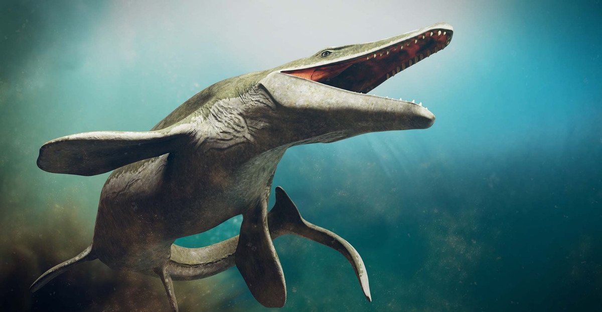 Hộp sọ dài đến 1,25 m kèm hàm dưới của Pluridens imelaki đã được các nhà nghiên cứu phân tích, kiểm tra và xác định là một loài mới. Kết quả nghiên cứu cho thấy thủy quái này sở hữu chiếc mõm khá dài, hàm tương đối mảnh mai khi còn sống. Ảnh: Dotted Yeti/ Shutterstock.