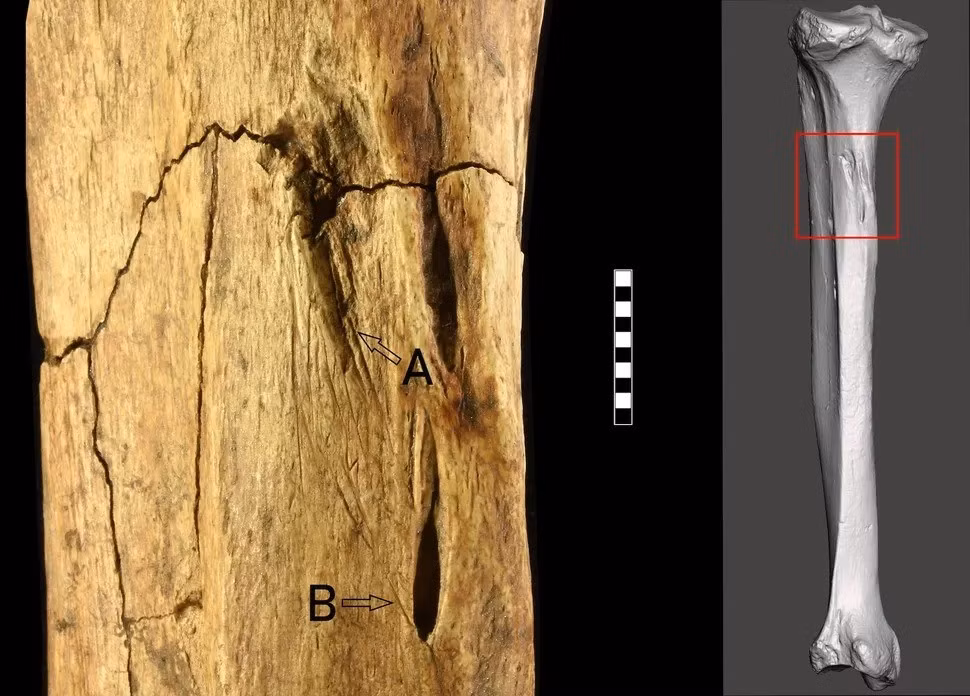 Mặc dù chưa thể xác định lý do khiến Tagliente 1 bị tấn công nhưng các chuyên gia suy đoán vụ việc này có thể xảy ra khi các nhóm cư dân tranh giành tài nguyên, lãnh thổ. Ảnh: 2025 The Authors. Licensed under CC BY-NC-ND 4.0.