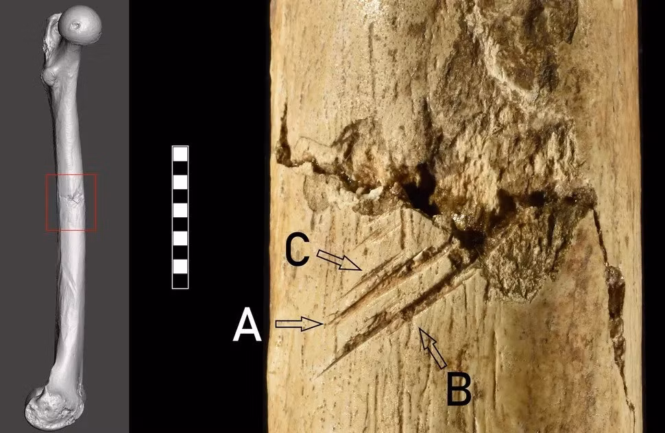 Nhóm nghiên cứu phát hiện tổng cộng 5 vết cắt trên chân trái của Tagliente 1. Khi kiểm tra kỹ lưỡng những vết cắt này, họ xác định 4 trong số 5 vết cắt là kết quả của việc ném vật thể sắc nhọn có đầu bằng đá lửa với tốc độ cao gây ra. Ảnh: 2025 The Authors. Licensed under CC BY-NC-ND 4.0.