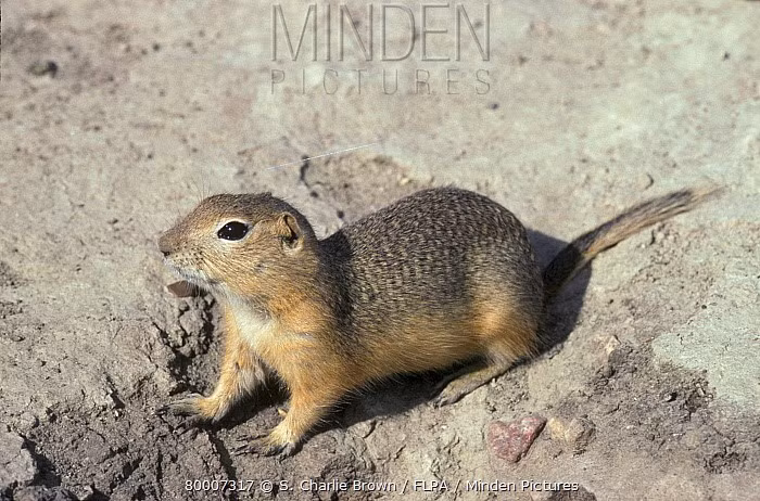 Ông Herman cho hay sóc đất làm hỏng đường, vỉa hè, bãi cỏ, tạo ra nguy cơ vấp ngã do các lỗ của chúng đào lên và có thể tiềm ẩn nguy cơ bệnh tật do chúng mang mầm bệnh từ bọ chét. Ảnh: S. Charlie Brown.