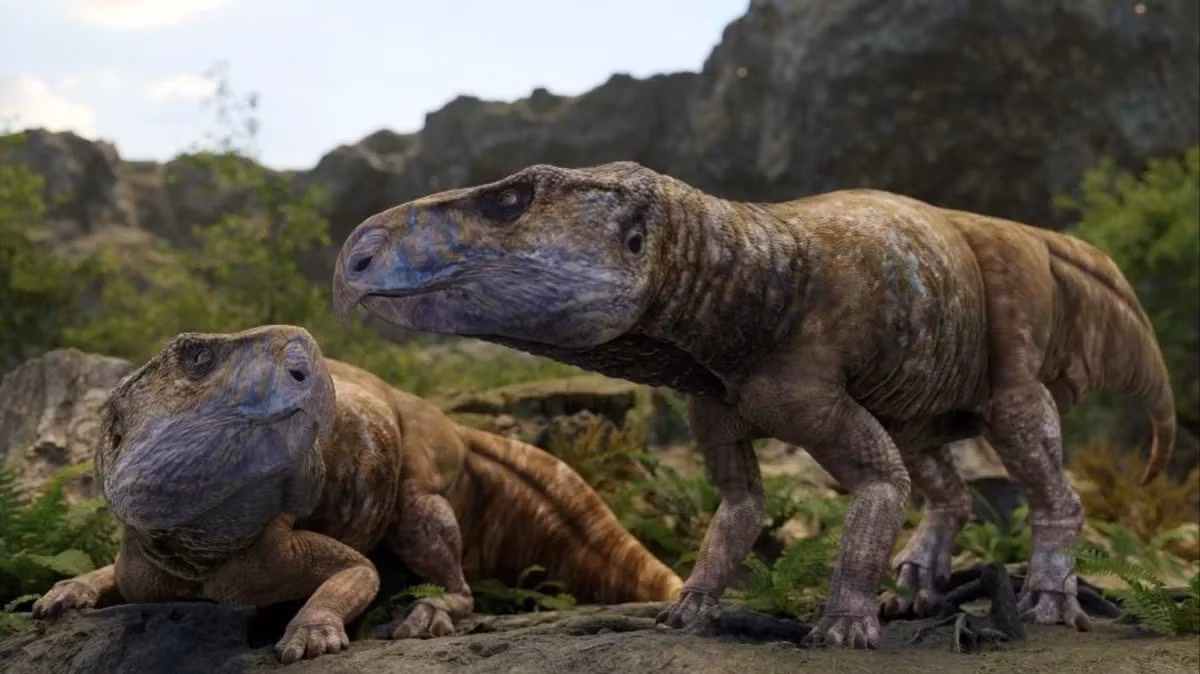 Các chuyên gia của Hungary mới công bố nghiên cứu trên tạp chí khoa học Nature về một hóa thạch hộp sọ khủng long có sừng (ceratopsian) được khai quật tại Iharkut, vùng trung tâm Hungary, nằm trong dãy núi Bakony. Ảnh: Matthew Dempsey/Natural History Museum.