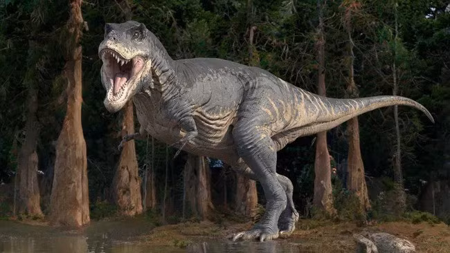 Trước đó, các nhà khoa học đã tìm thấy hóa thạch của loài khủng long có sừng ở Bắc Mỹ và châu Á. Với sự thiếu vắng ở châu Âu, các nhà cổ sinh vật học băn khoăn không biết loài khủng long này có từng phân bố ở khu vực này hay không. Ảnh: ROGER HARRIS/SCIENCE PHOTO LIBRARY via Getty Images.