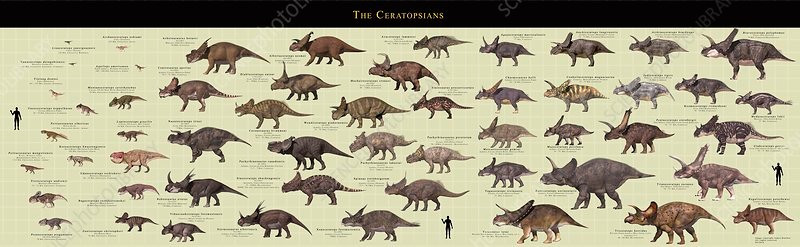 Địa điểm Iharkut - nơi tìm thấy hộp sọ hóa thạch khủng long có sừng - đã được khai quật liên tục hơn 25 năm. Ảnh: sciencephoto.com.