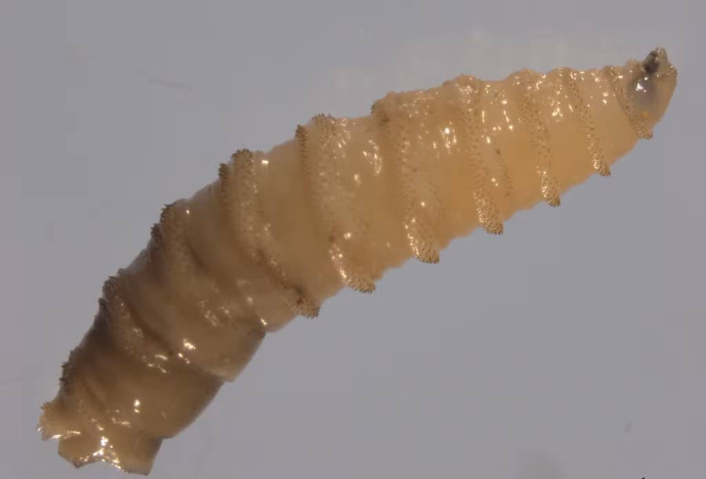 Loài giòi đinh vít Tân thế giới chủ yếu gây bệnh cho các loài động vật lớn, bao gồm gia súc và ngựa. Tuy nhiên, giới chức trách ghi nhận một số trường hợp lây nhiễm sang người và thú cưng. Ảnh: epi.ufl.edu.