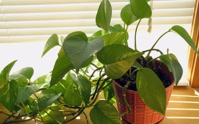  Biểu tượng xanh mát của tài lộc và sinh khí Không chỉ dễ trồng, trầu bà từ lâu đã được xem là biểu tượng phong thủy của tài lộc, sinh khí và sự vững bền. Chỉ cần đặt đúng vị trí, cây có thể thu hút may mắn và cải thiện năng lượng sống.