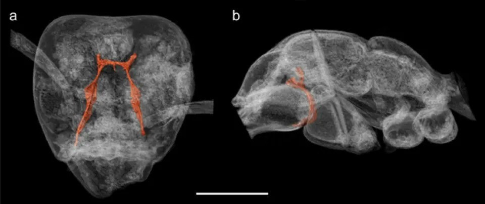 Kết quả kiểm tra, nghiên cứu mẫu hổ phách cho thấy những chi tiết bề mặt như lông tơ trên cơ thể con kiến Ctenobethylus goepperti cũng như cấu trúc giải phẫu chi tiết của loài này. Qua đó, họ hiểu rõ hơn về vị trí của loài kiến đã tuyệt chủng này trong lịch sử tiến hóa của các loài kiến.