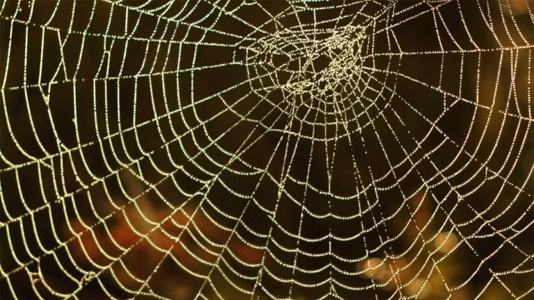 Theo nhóm nghiên cứu, Tegenaria domestica và Prinerigone vagans thường phân bố rộng rãi ở gần nơi con người sinh sống. Tuy nhiên, đàn nhện này là "một trường hợp độc đáo khi hai loài cùng chung sống trong một cấu trúc mạng nhện với số lượng lớn như vậy". Ảnh: Pokraky/iStockphoto.