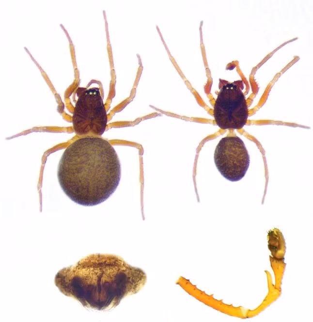 Đàn nhện ở Hang Lưu huỳnh là một trong những đàn lớn nhất từng được ghi nhận. Trước đây, giới khoa học chưa từng biết đến việc các loài nhện này tập hợp lại và hợp tác với nhau theo cách này. Ảnh: Subterranean Biology.