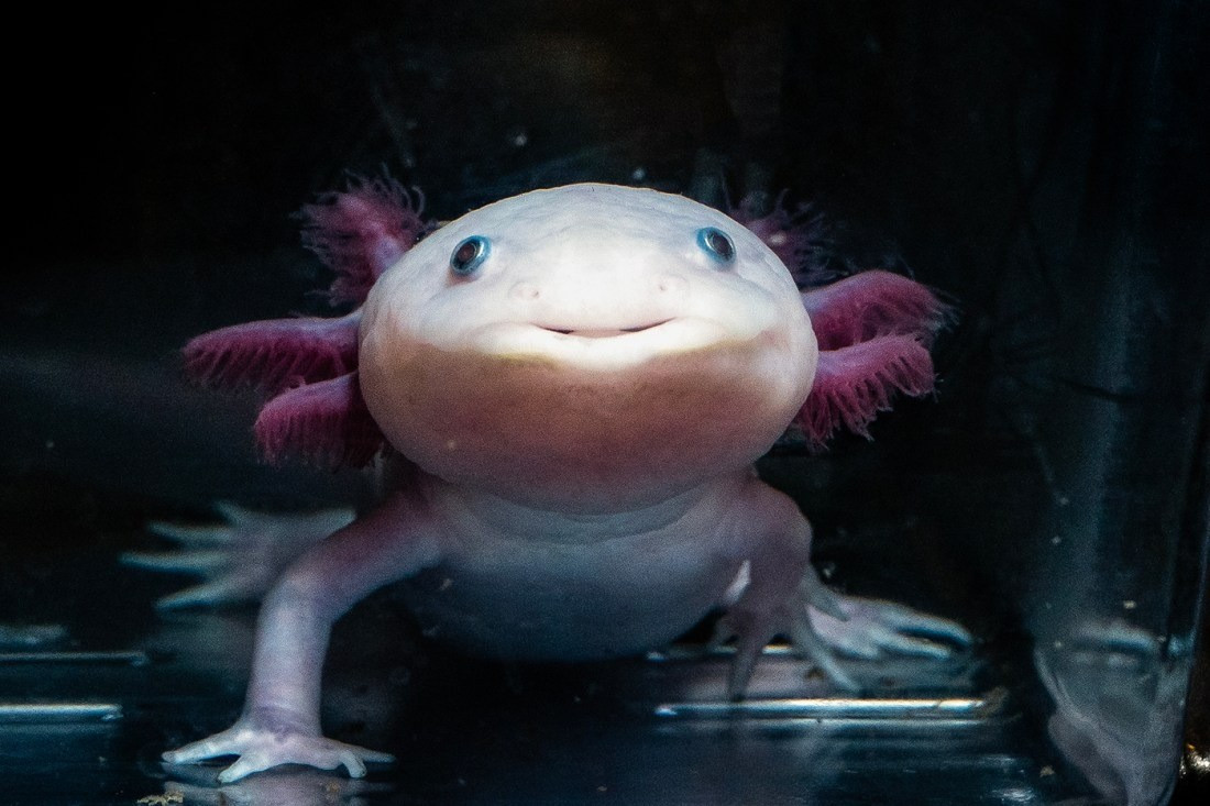 Kỳ nhông Axolotl là loài sinh vật kỳ lạ sống tại các hồ nước ngọt ở Mexico. Chúng từ lâu đã trở thành đối tượng nghiên cứu hấp dẫn trong sinh học tái tạo. Ảnh: Alyssa Stone/Northeastern University.