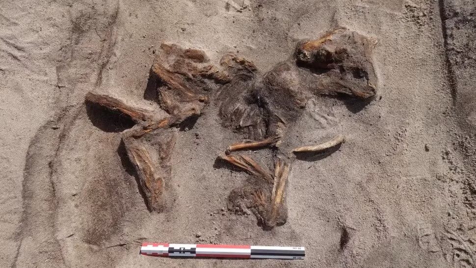 Các nhà khảo cổ học hiện chưa thể xác định giới tính chính xác của bộ hài cốt đã được tìm thấy. Tuy nhiên, họ nghi ngờ đó là hài cốt của một phụ nữ khi người này được chôn cùng 2 chiếc trâm cài đặc biệt, hình bầu dục và được trang trí bằng dây bạc. Những trang sức này chưa từng được tìm thấy trong các ngôi mộ của nam giới thời Viking. Ảnh: The Arctic University Museum of Norway, UiT.