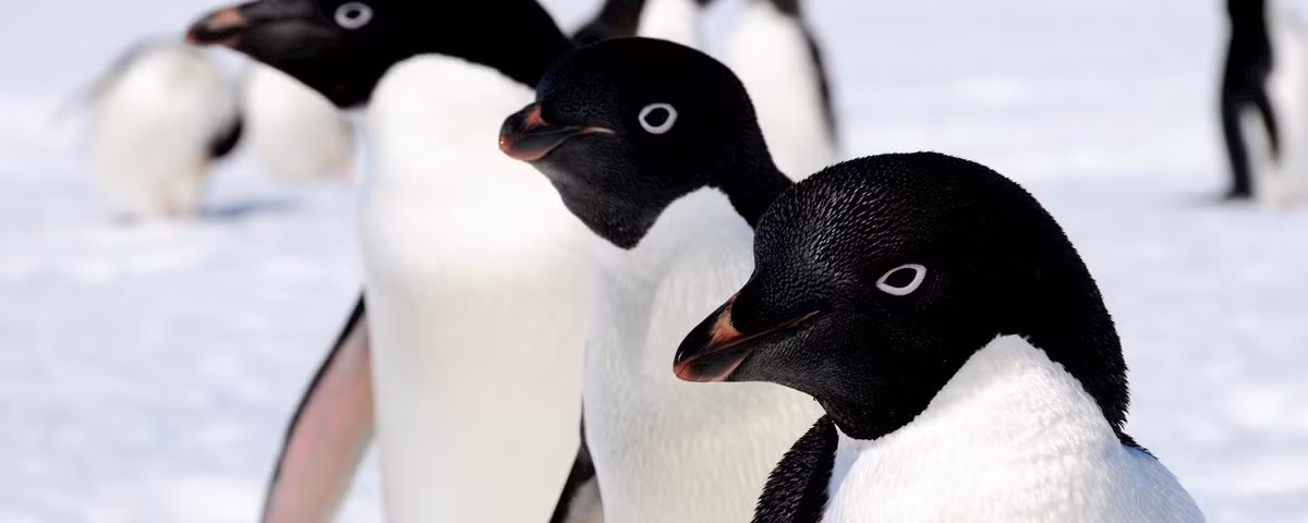 Sau đó, những con chim cánh cụt hoàng đế mái sẽ đẻ một quả trứng duy nhất. Kế đến, con trống sẽ đảm nhiệm việc ấp trứng, còn con cái ra biển kiếm mồi. Ảnh: Peter Layt.