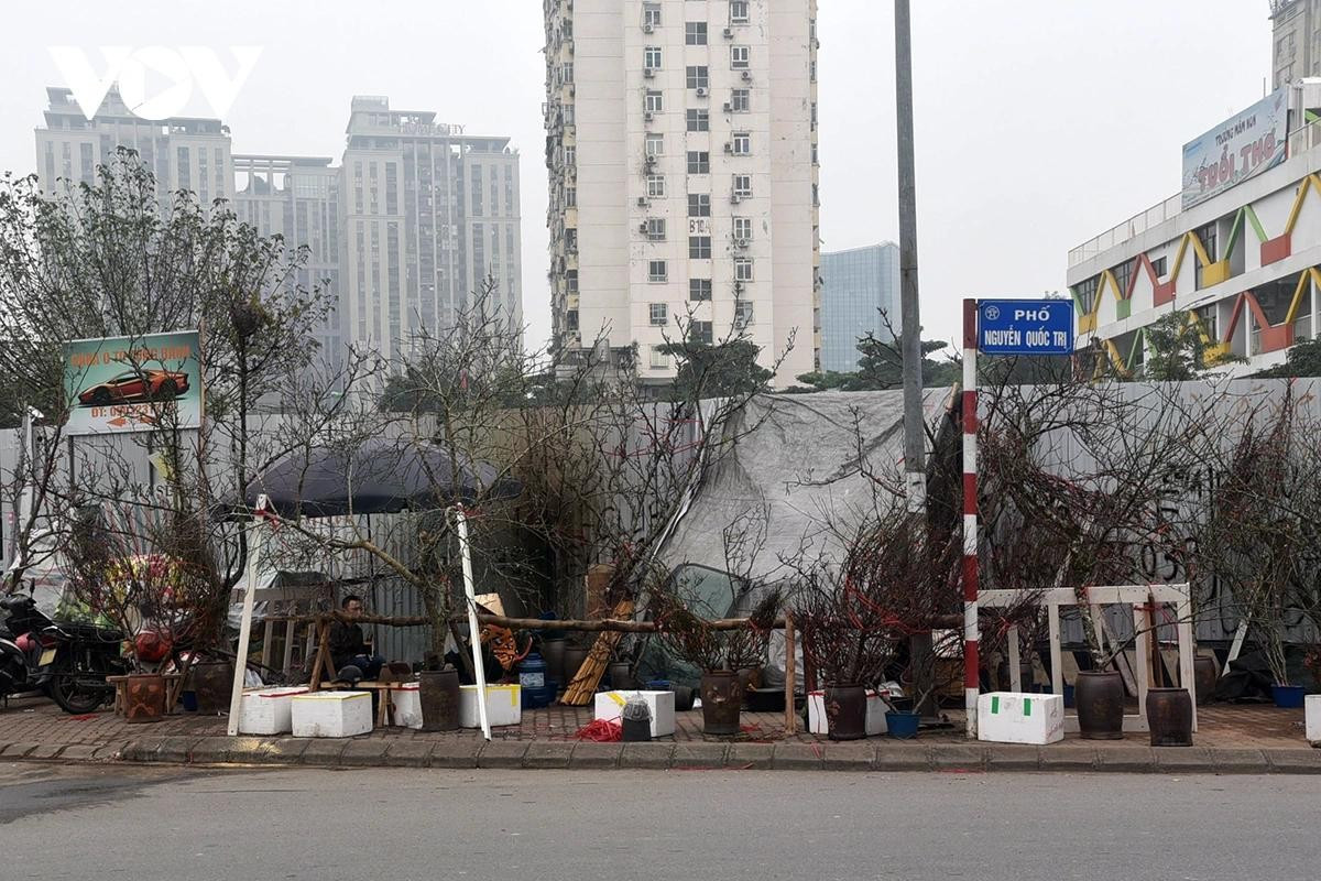 Trên phố Nguyễn Quốc Trị đào rừng đổ bộ chiếm vỉa hè từ nhiều ngày nay.