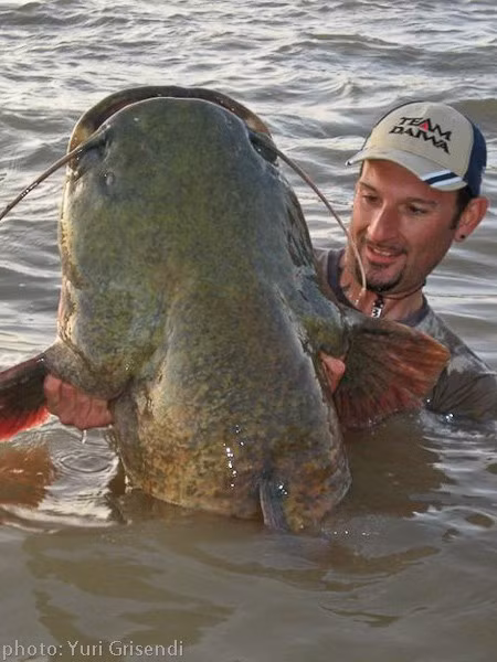 Con cá khổng lồ mà anh Yuri câu được còn được gọi với cái tên cá trê khổng lồ hay cá nheo châu Âu. Tên khoa học của nó là European catfish. Ảnh: Yuri Grisendi.