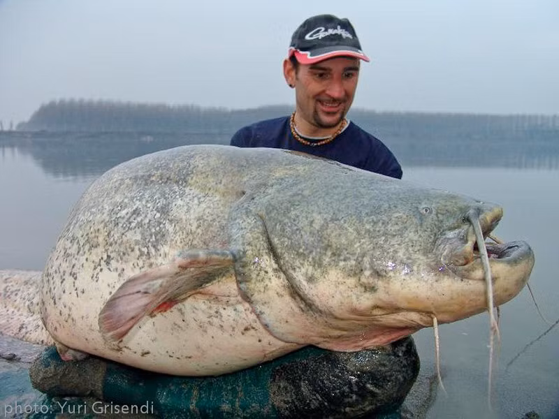 Trong các video đăng trên kênh Youtube cá nhân, anh Yuri nhiều lần chia sẻ về các chuyến đi câu và bắt được các "thủy quái" khủng. Trong đó, anh rừng câu được một con cái dài 3m và nặng 500 kg ở Mexico. Ảnh: Yuri Grisendi.