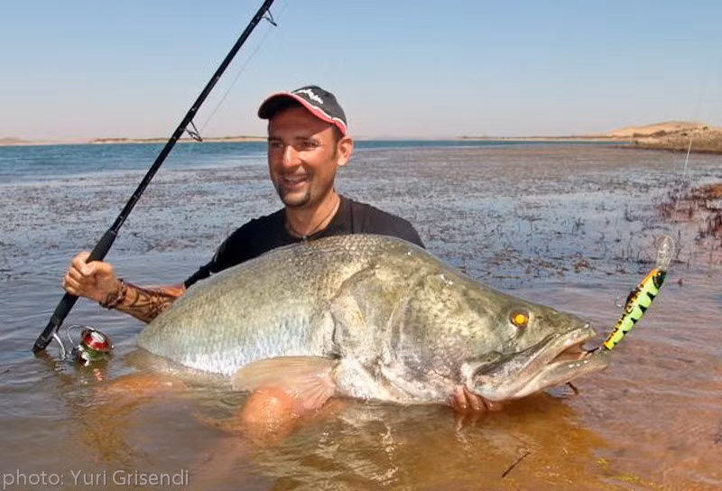 Loài cá trê khổng lồ lớn nhanh, tuổi thọ cao, có thể sống tới 80 năm và sinh sản dễ. Con cái có thể đẻ hàng trăm nghìn trứng mỗi lần. Ảnh: Yuri Grisendi.