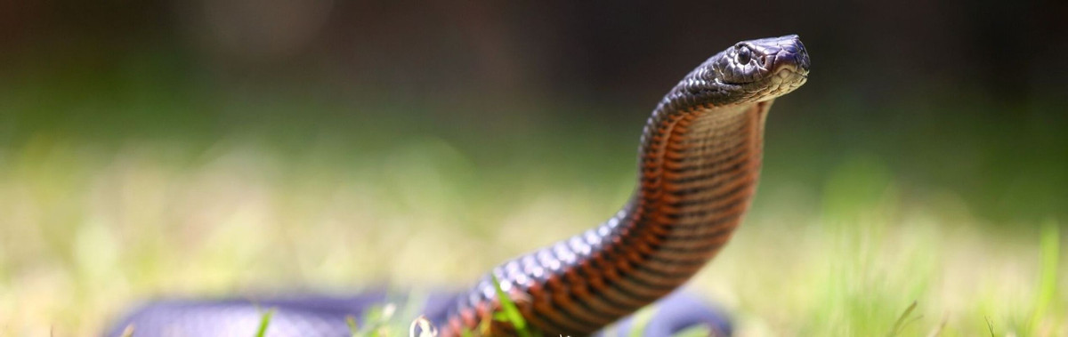 Nọc độc của rắn đen bụng đỏ có thể khiến nạn nhân bị sưng tấy, nôn mửa, chảy máu kéo dài, thậm chí gây hoại tử. Ảnh: reptilepark.