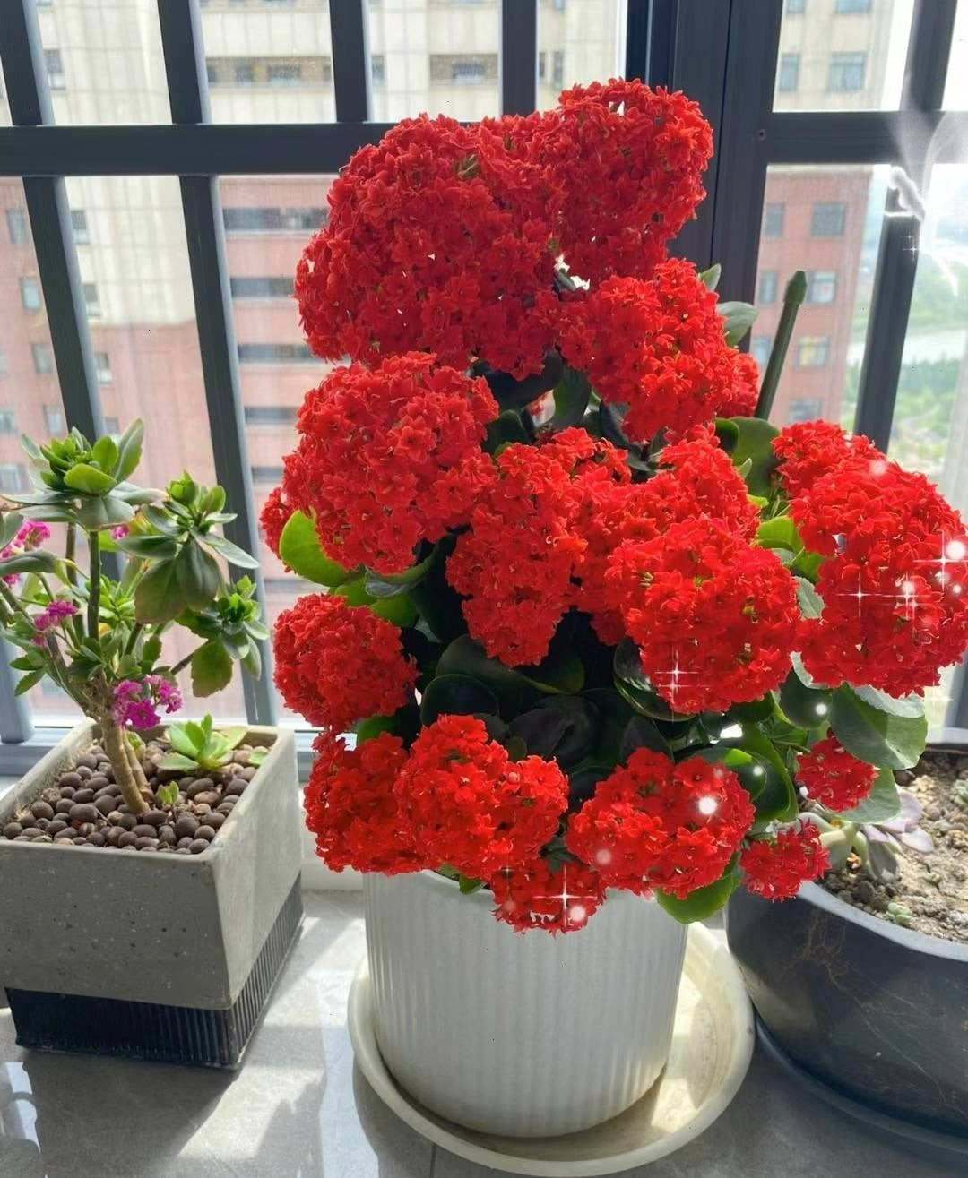 1. Sống đời: Sống đời là lựa chọn số một cho ban công mùa đông nhờ đặc tính chịu hạn, lá mọng nước và khả năng sinh trưởng mạnh trong thời tiết lạnh. Hoa tuy nhỏ nhưng mọc thành từng chùm rực rỡ, như những quả cầu màu đỏ, hồng, vàng hay trắng.