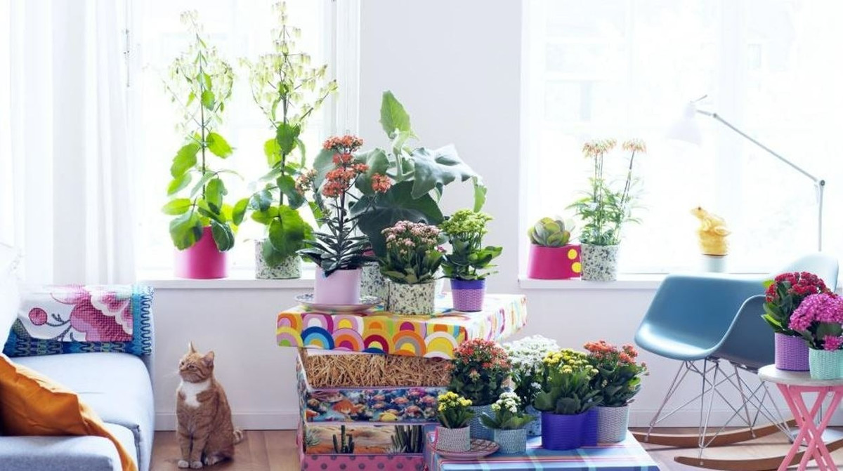 Loài cây này mang ý nghĩa sức khỏe, trường thọ và đoàn viên, vì thế đặc biệt được yêu thích trong dịp Tết. Sống đời nở đúng mùa lễ hội, góp phần mang lại không khí ấm áp cho gia đình.