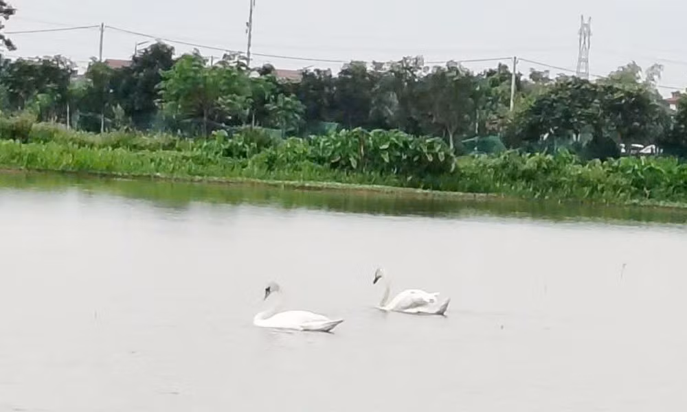 Ước tính mỗi con thiên nga nặng khoảng 9 - 10 kg. Sự xuất hiện của đôi thiên nga đã thu hút sự chú ý của mọi người. Trong thời gian qua, một số tổ chức, cá nhân đã liên hệ với UBND phường Bồng Lai để chứng minh nguồn gốc và làm các thủ tục nhận lại đôi chim thiên nga. Ảnh: Báo và Phát thanh, Truyền hình Bắc Ninh.