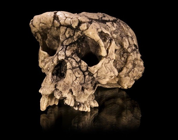 Cụ thể, nhóm nghiên cứu đã phân tích bộ xương của loài Sahelanthropus tchadensis. Họ nhận thấy mặc dù cơ thể của loài linh trưởng này giống vượn nhưng cấu trúc xương lại thích nghi với việc đi thẳng, thay vì di chuyển bằng 4 chi. Ảnh: Didier Descouens.