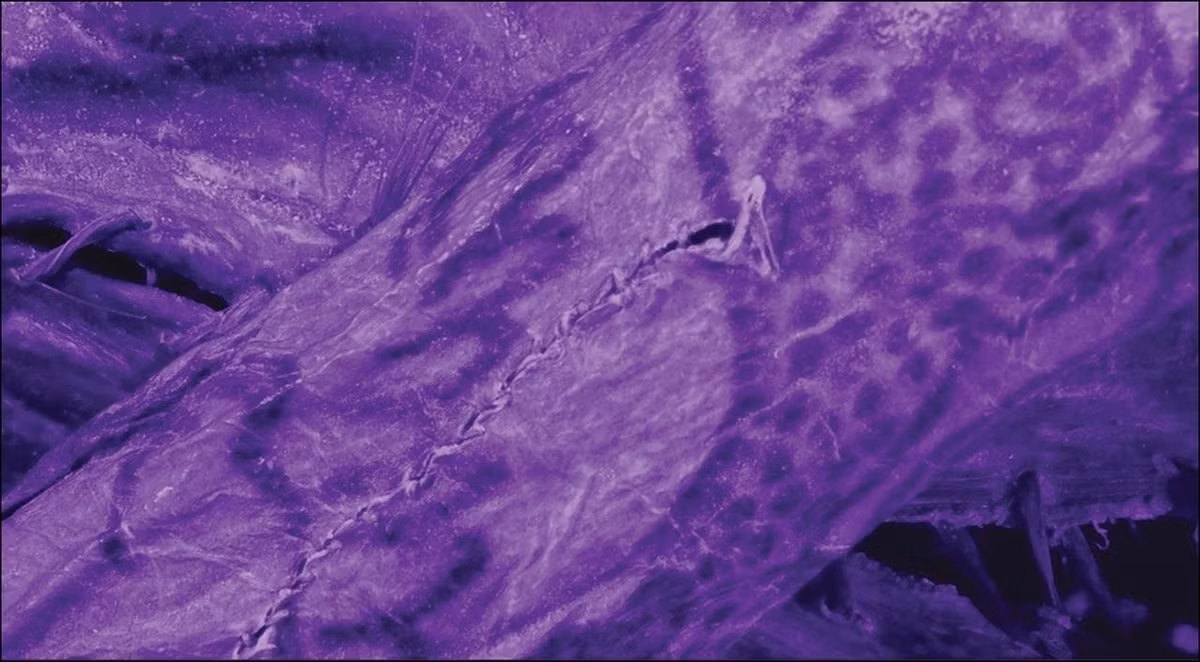 Người Pazyryk chôn cất người chết trong những gò đất khổng lồ gọi là kurgan, được khoét sâu vào lớp băng vĩnh cửu Siberia. Kiểu chôn cất này cùng với các kỹ thuật ướp xác thời kỳ đầu đã góp phần bảo quản thi hài của một số quý tộc nguyên vẹn theo thời gian. Ảnh: G. Caspari &amp; M. Vavulin/G. Caspari et al., Antiquity (2025).