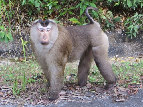 Loài khỉ đuôi lợn nằm trong nhóm IIB thuộc Công ước về thương mại quốc tế các loài động, thực vật hoang dã nguy cấp (CITES). Việc nuôi, nhốt, buôn bán hay vận chuyển loài động vật quý hiếm này đều phải có giấy phép của cơ quan chức năng. Ảnh: seasav.